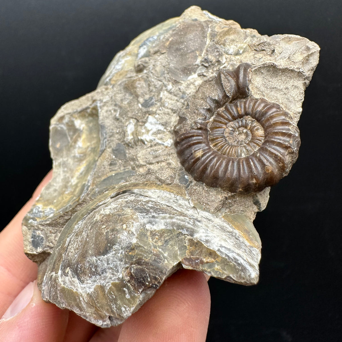Androgynoceras capricornus Ammonite Fossil With Stand - Whitby, North Yorkshire Jurassic Coast Yorkshire Fossils
