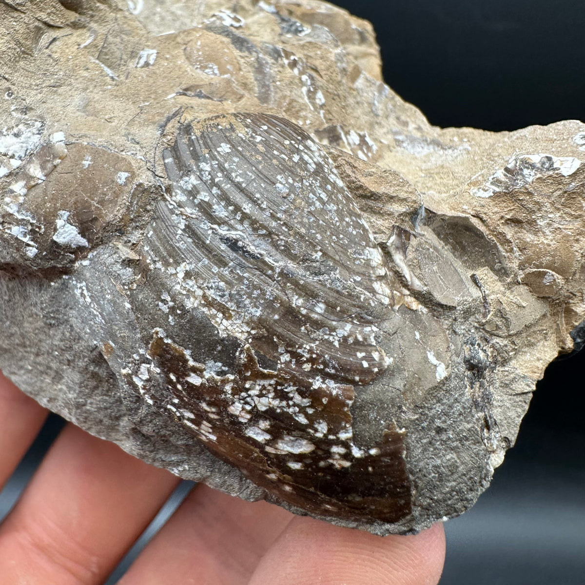 Amaltheus subnodosus Ammonite fossil with stand - Whitby, North Yorkshire Jurassic Coast Yorkshire Fossils