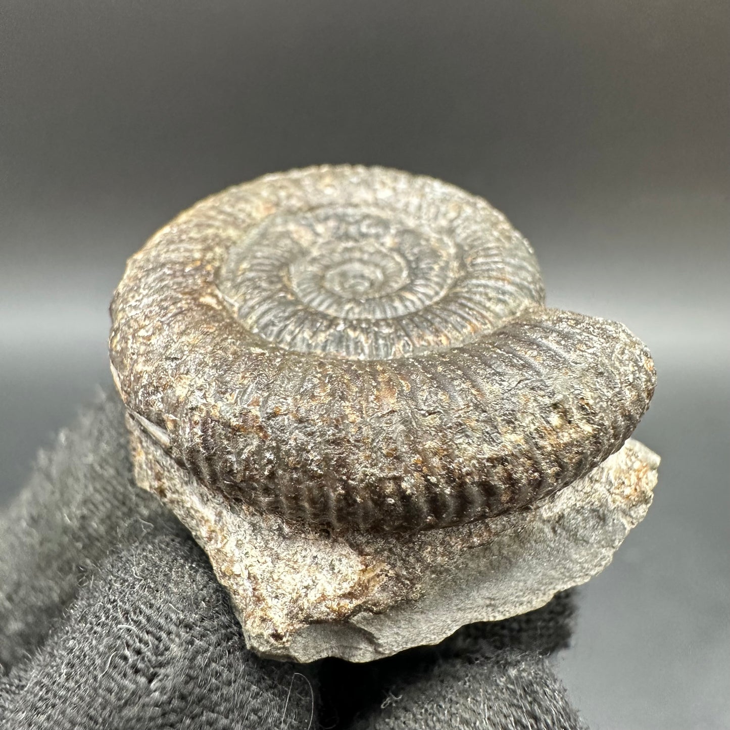 Dactylioceras Ammonite Fossil With Box And Stand - Whitby, North Yorkshire Jurassic Coast Yorkshire Fossils