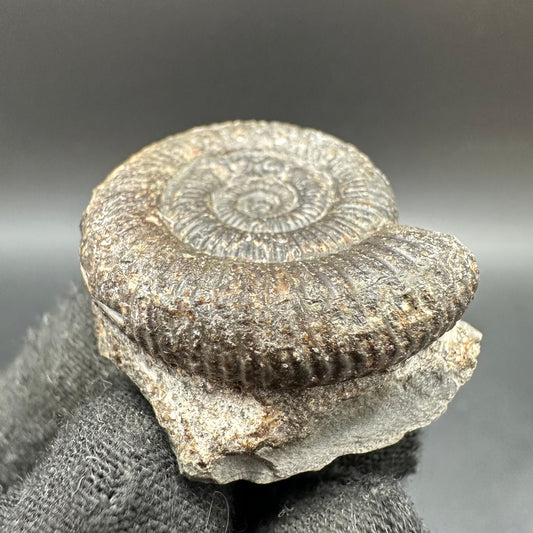 Dactylioceras Ammonite Fossil With Box And Stand - Whitby, North Yorkshire Jurassic Coast Yorkshire Fossils