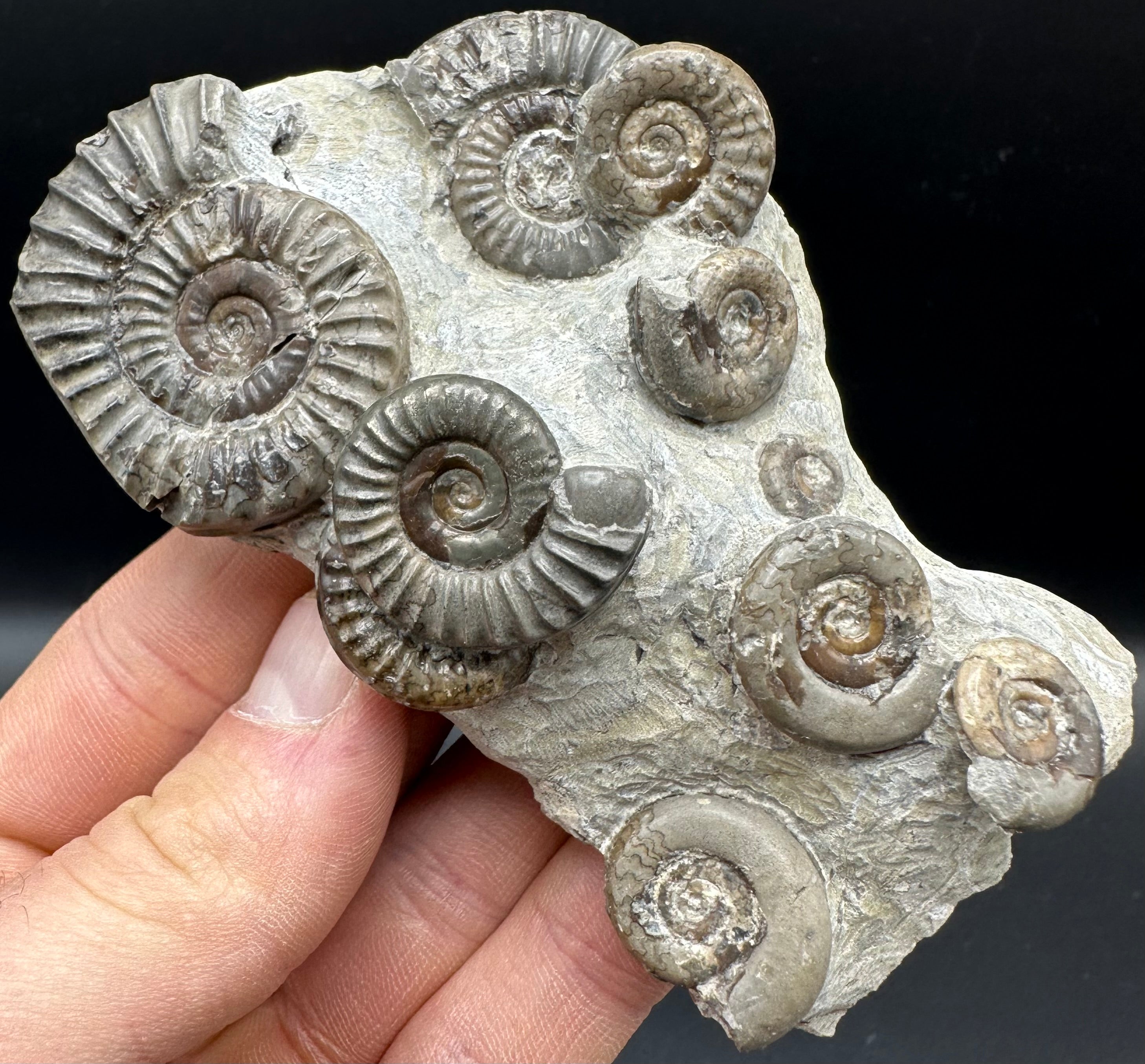 Arnioceras ammonite shell fossil with box and stand - Whitby, North Yo ...