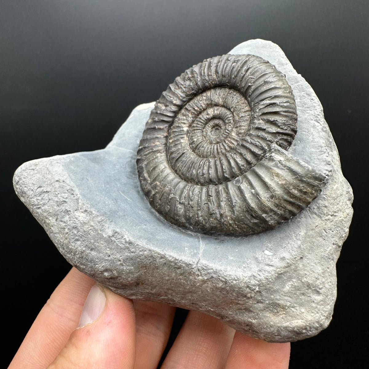 Dactylioceras Ammonite Fossil With box and Stand - Whitby, North Yorkshire Jurassic Coast Yorkshire Fossils