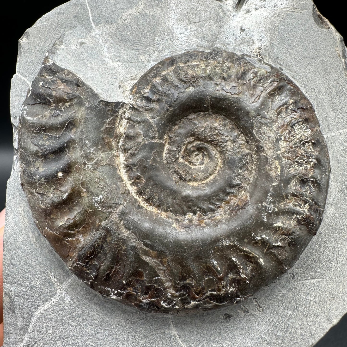 Hildoceras lusitanicum Ammonite fossil with box and stand - Whitby, North Yorkshire, Jurassic Coast, Yorkshire Fossils from the Jurassic Coast