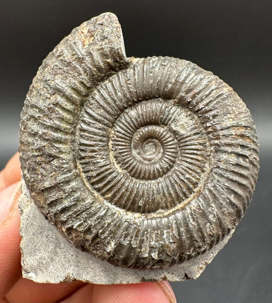 Dactylioceras Ammonite Fossil With Box And Stand - Whitby, North Yorkshire Jurassic Coast Yorkshire Fossils