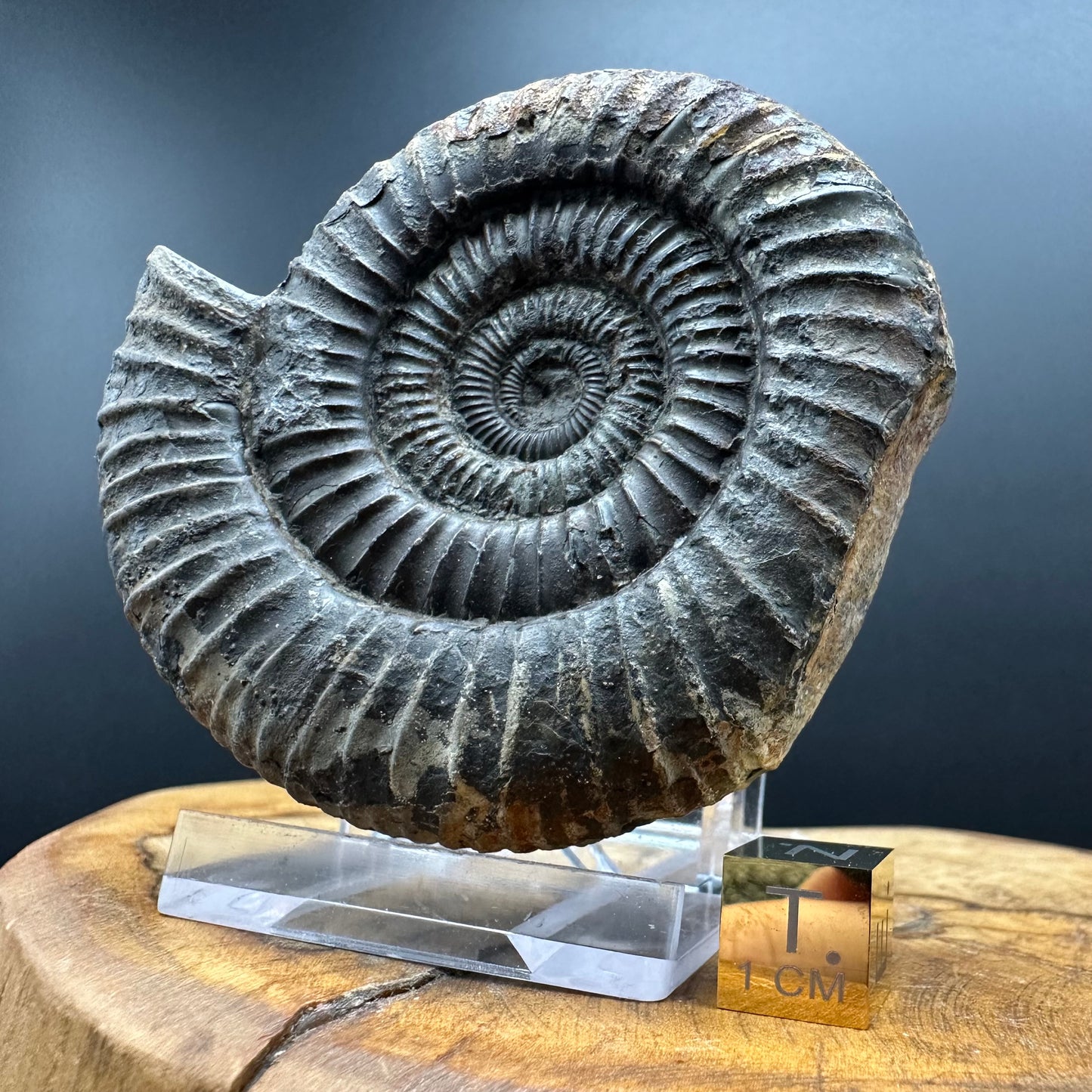 Dactylioceras Ammonite Fossil With box and Stand - Whitby, North Yorkshire Jurassic Coast Yorkshire Fossils