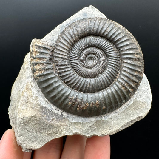 Dactylioceras Ammonite Fossil With box and Stand - Whitby, North Yorkshire Jurassic Coast Yorkshire Fossils
