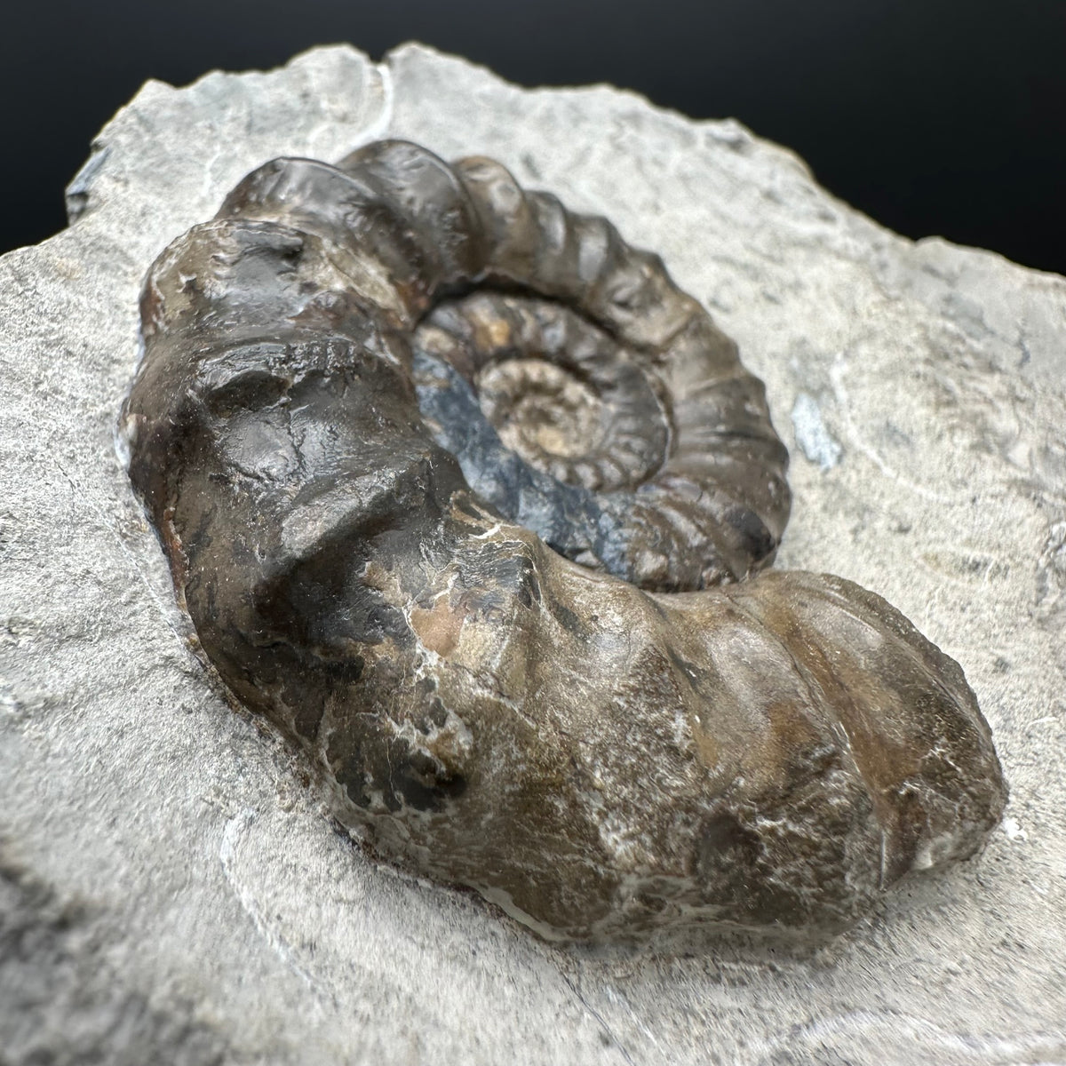 Androgynoceras maculatum ammonite fossil with stand - Whitby, North Yorkshire Jurassic Coast Yorkshire Fossils