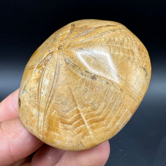 Holectypus Sea Urchin Fossil With Box And Stand - Middle Jurassic Madagascar