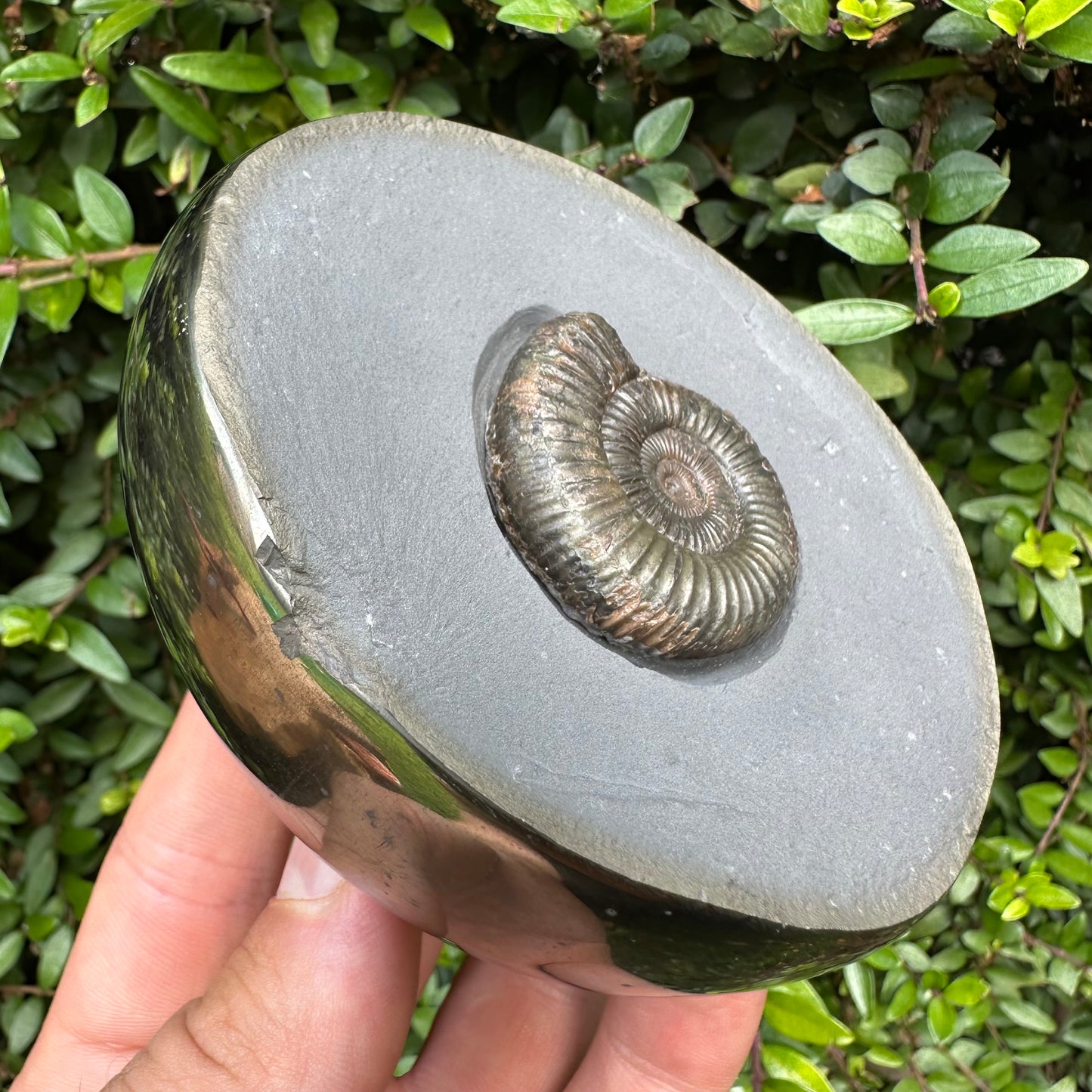 Golden Egg (IMPLANT) Ammonite fossil with stand - Whitby, North Yorkshire Jurassic Coast