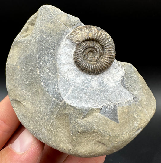 Dactylioceras Ammonite Fossil With Box And Stand - Whitby, North Yorkshire Jurassic Coast Yorkshire Fossils