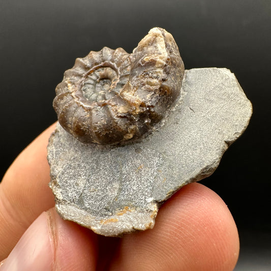 Androgynoceras maculatum ammonite fossil with stand - Whitby, North Yorkshire Jurassic Coast Yorkshire Fossils