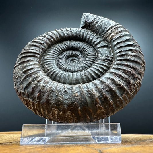 Dactylioceras Ammonite Fossil With box and Stand - Whitby, North Yorkshire Jurassic Coast Yorkshire Fossils