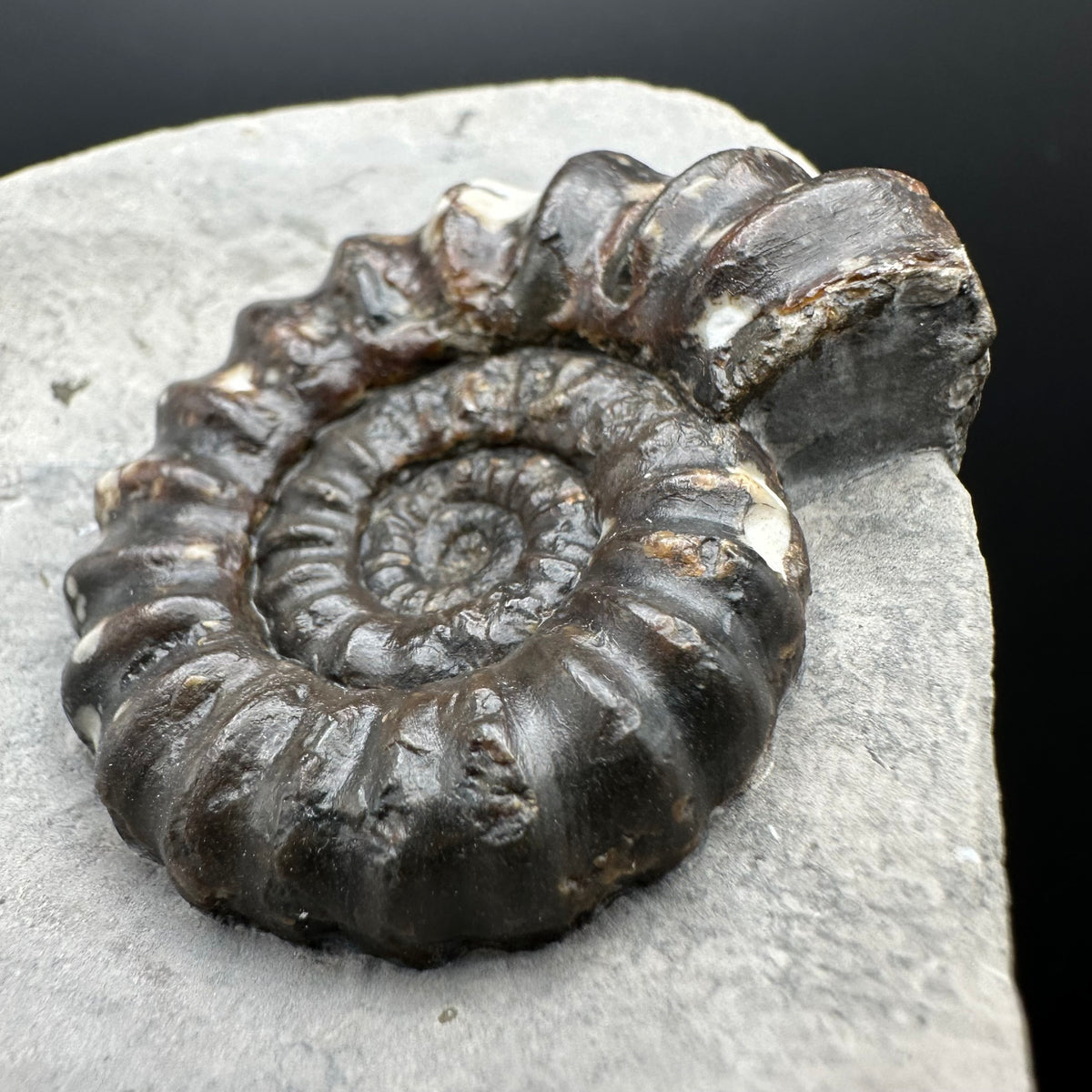 Androgynoceras maculatum ammonite fossil with box and stand - Whitby, North Yorkshire Jurassic Coast Yorkshire Fossils