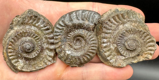 Hildoceras Ammonite nodule (split pair) Fossil With Box And Stand - Whitby, North Yorkshire Jurassic Coast Yorkshire Fossils