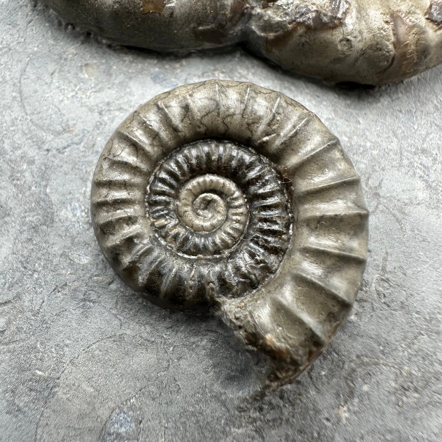 Arnioceras ammonite shell fossil with stand - Whitby, North Yorkshire Jurassic Coast Yorkshire Fossils