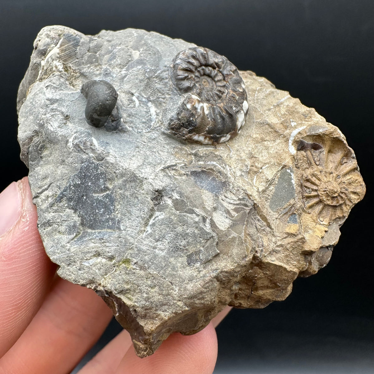 Amaltheus subnodosus Ammonite fossil with stand - Whitby, North Yorkshire Jurassic Coast Yorkshire Fossils