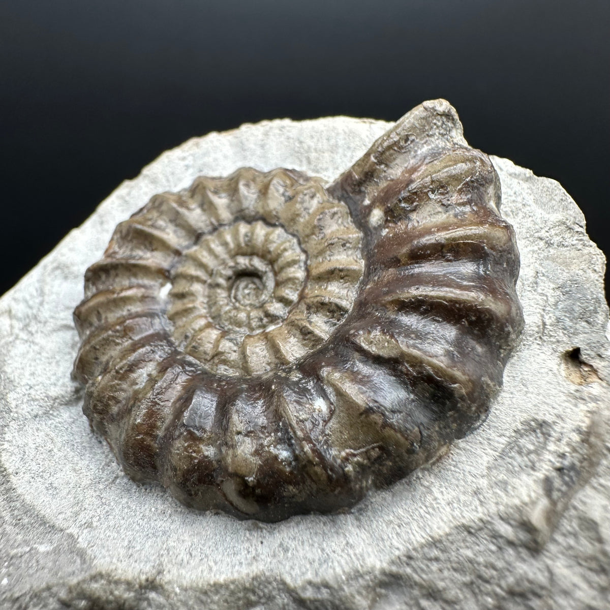 Androgynoceras maculatum ammonite fossil with stand - Whitby, North Yorkshire Jurassic Coast Yorkshire Fossils