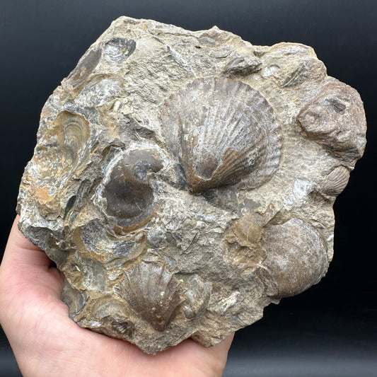 Shell fossil with stand - Whitby, North Yorkshire, Jurassic Coast, Yorkshire Fossils