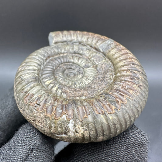 Dactylioceras Ammonite Fossil With Box And Stand - Whitby, North Yorkshire Jurassic Coast Yorkshire Fossils