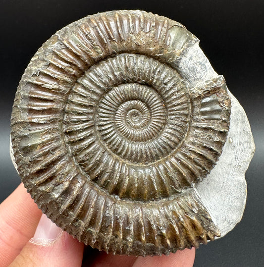 Dactylioceras Ammonite Fossil With Box And Stand - Whitby, North Yorkshire Jurassic Coast Yorkshire Fossils