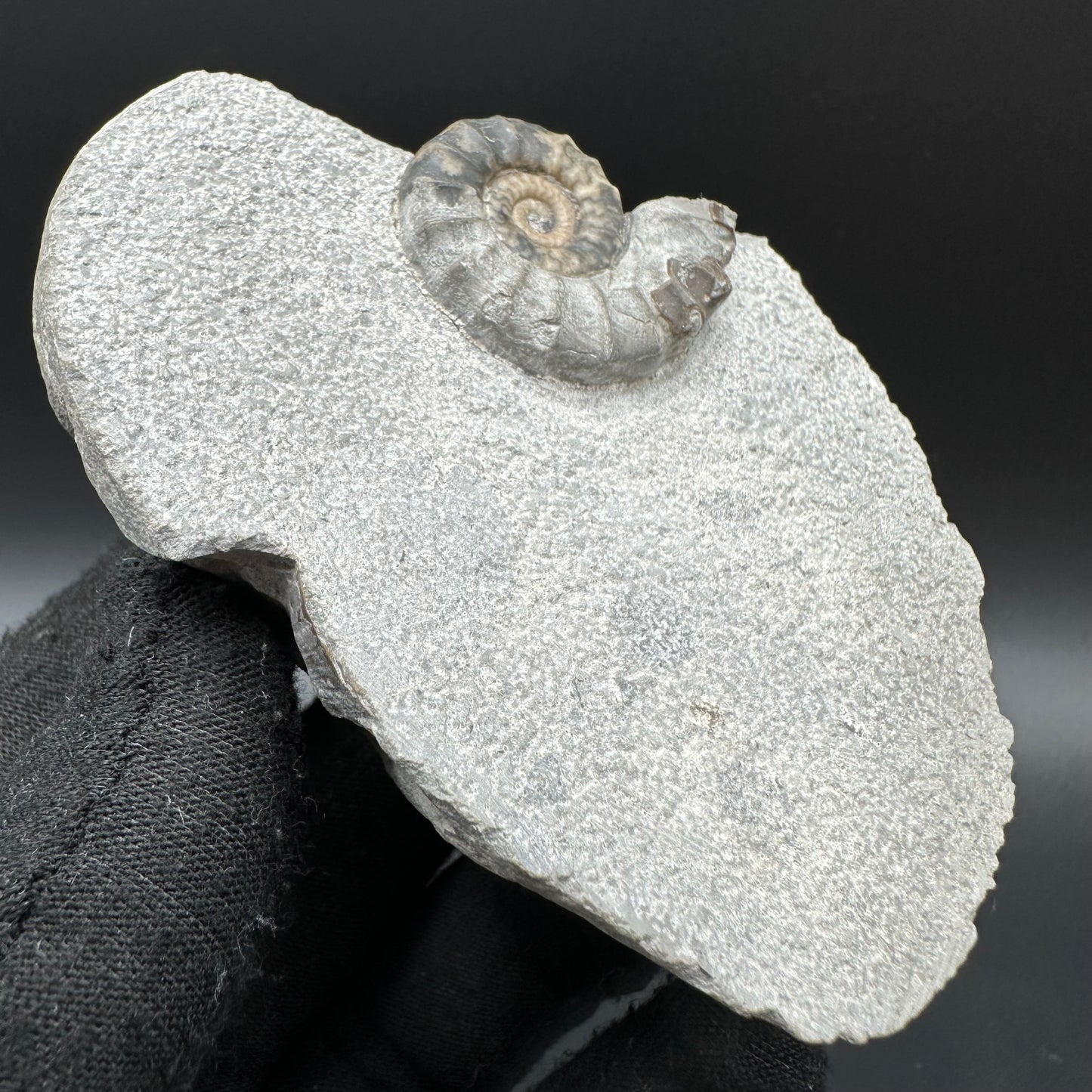 Eugassiceras Ammonite shell fossil with box and stand - Whitby, North Yorkshire Jurassic Coast Yorkshire Fossils