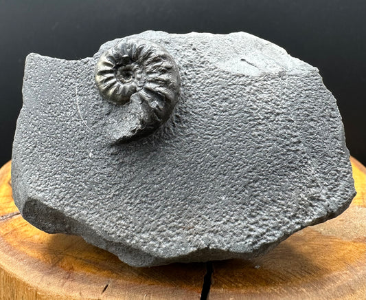 Agassiceras sp. ammonite fossil with box and stand - Whitby, North Yorkshire Jurassic Coast Yorkshire Fossils