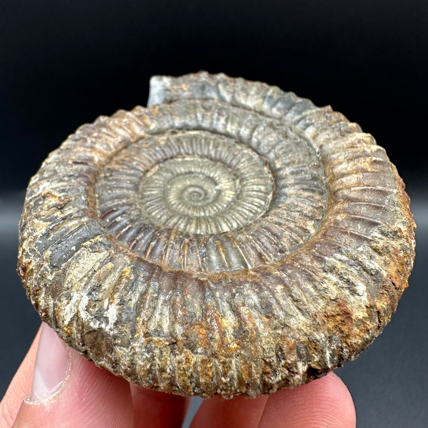 Dactylioceras Ammonite Fossil With Box And Stand - Whitby, North Yorkshire Jurassic Coast Yorkshire Fossils