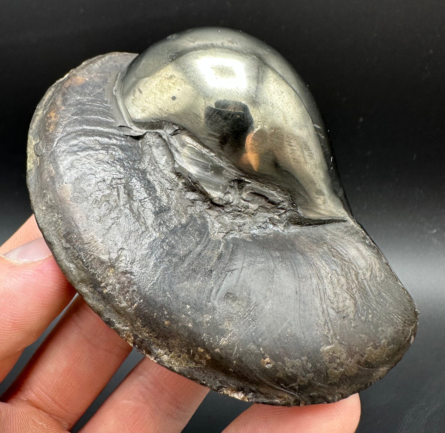 Golden Egg (GENUINE) Ammonite Fossil With Stand - Whitby, North Yorkshire Jurassic Coast Yorkshire Fossils