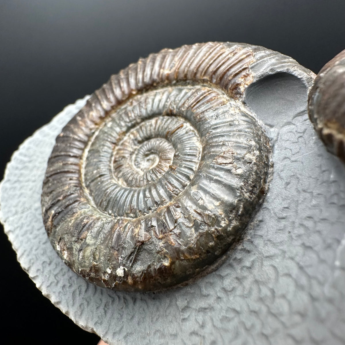 Dactylioceras Ammonite Fossil With Stand - Whitby, North Yorkshire Jurassic Coast Yorkshire Fossils