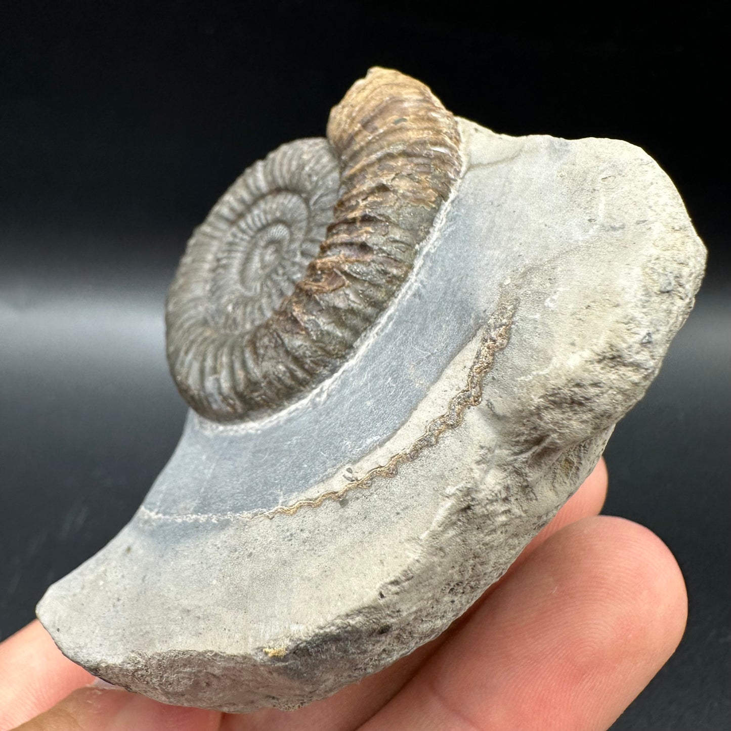 Dactylioceras Ammonite Fossil With Box And Stand - Whitby, North Yorkshire Jurassic Coast Yorkshire Fossils