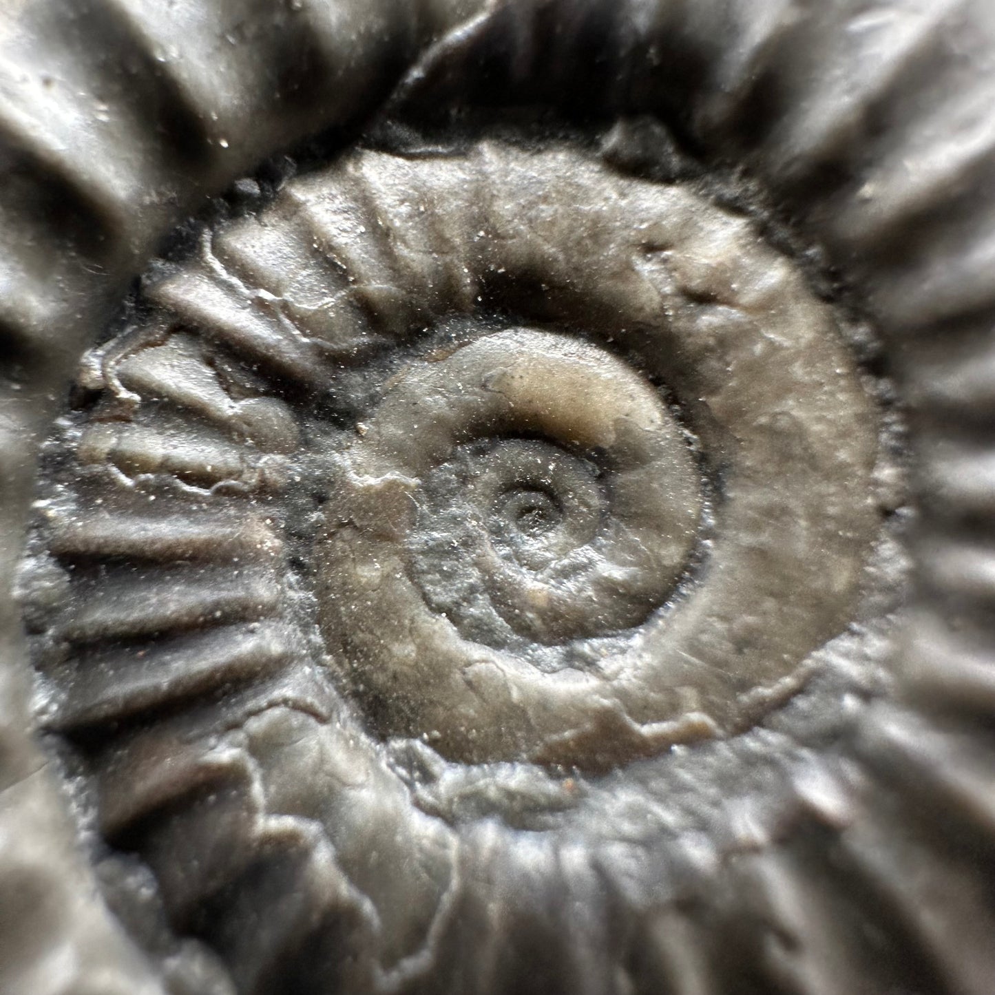 Arnioceras ammonite shell fossil with box and stand - Whitby, North Yorkshire Jurassic Coast Yorkshire Fossils