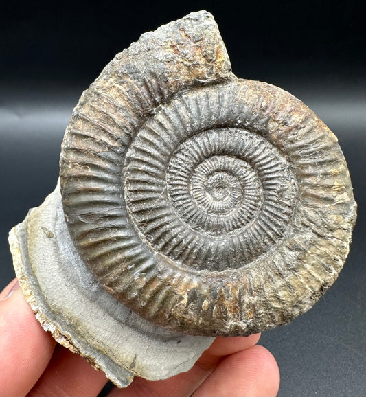 Dactylioceras Ammonite Fossil With Box And Stand - Whitby, North Yorkshire Jurassic Coast Yorkshire Fossils