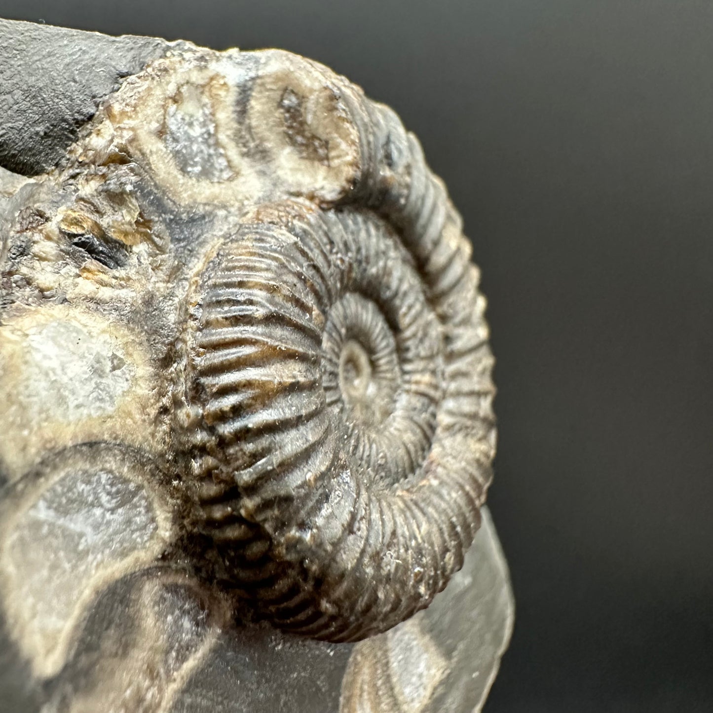 Dactylioceras Ammonite Fossil Gift Set - Whitby, North Yorkshire Jurassic Coast Yorkshire Fossils
