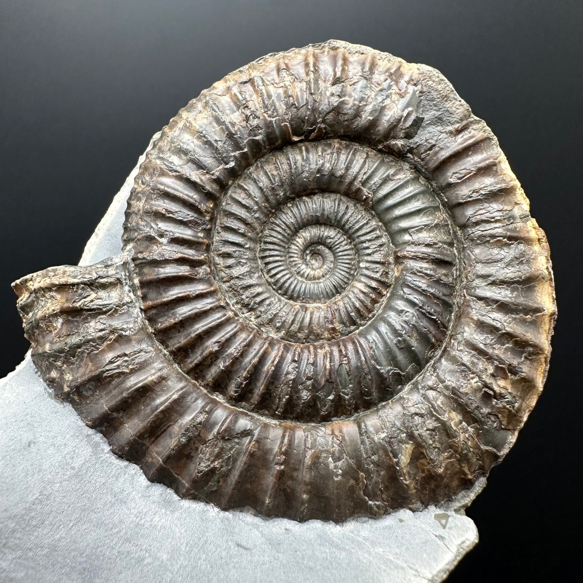 Dactylioceras Ammonite Fossil With Stand - Whitby, North Yorkshire Jurassic Coast Yorkshire Fossils