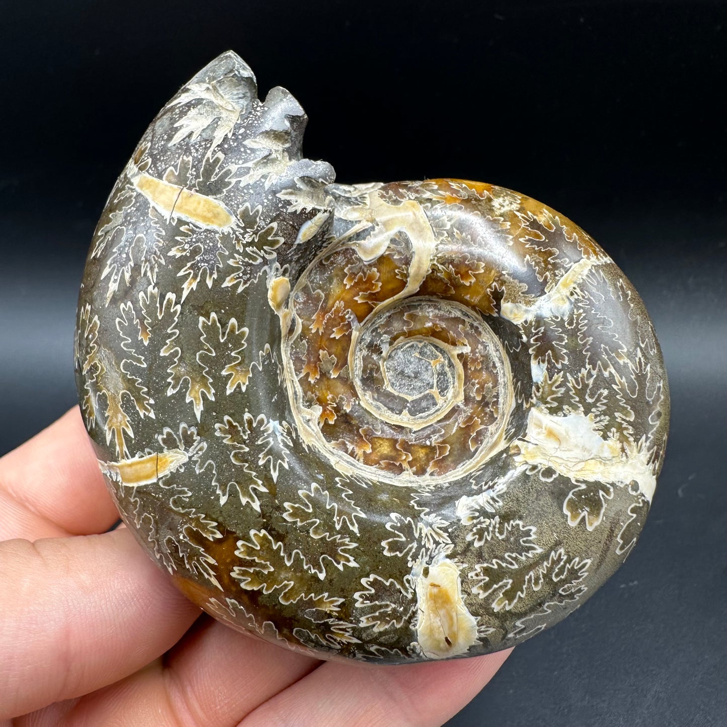 Puzosia Ammonite Fossil With Box And Stand - Cretaceous Ammonite Madagascar