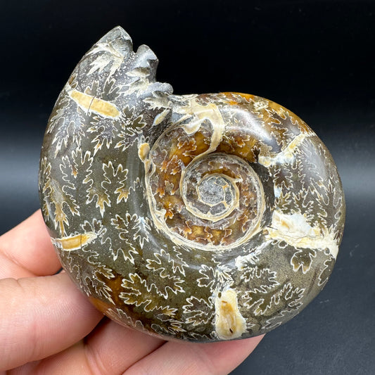 Puzosia Ammonite Fossil With Box And Stand - Cretaceous Ammonite Madagascar