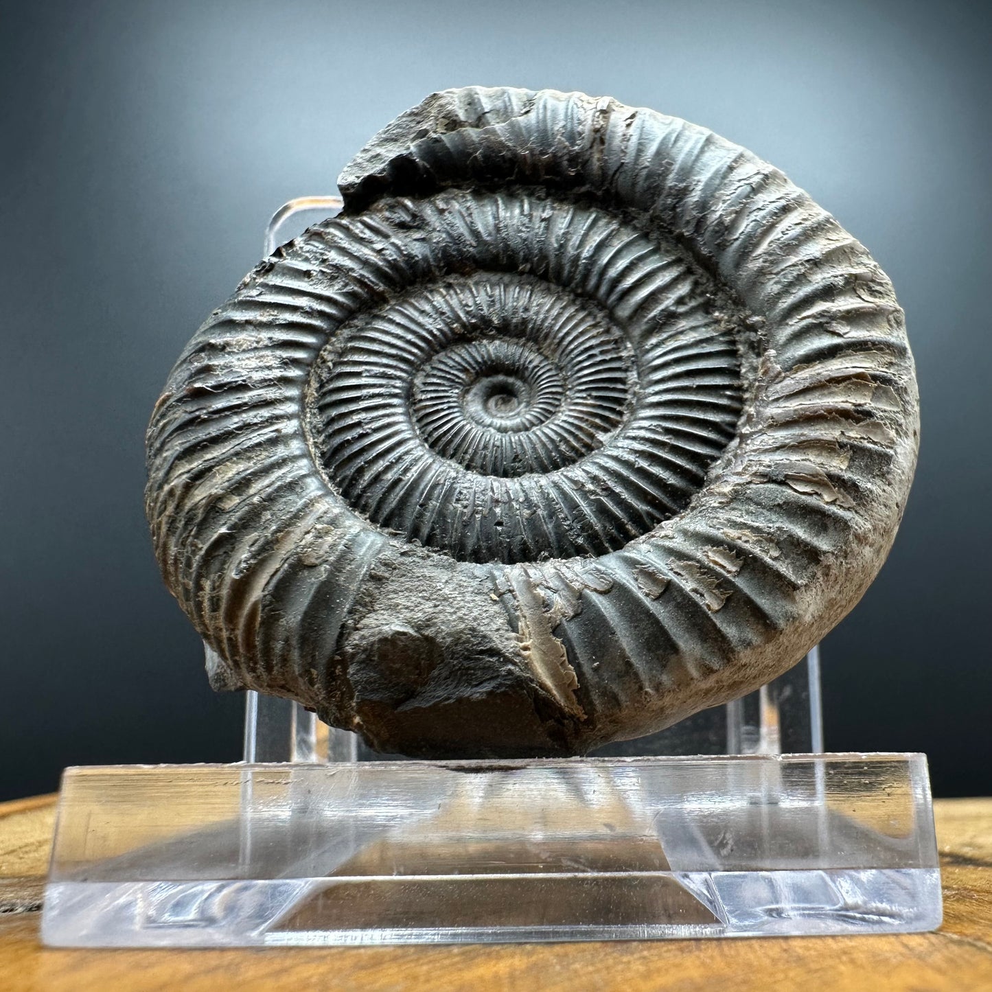 Dactylioceras Ammonite Fossil With box and Stand - Whitby, North Yorkshire Jurassic Coast Yorkshire Fossils