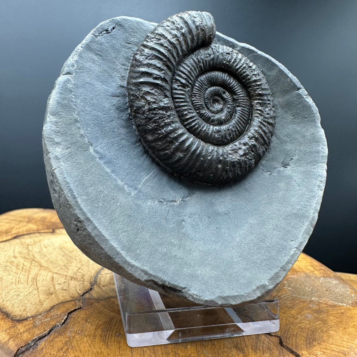 Dactylioceras Ammonite Fossil With box and Stand - Whitby, North Yorkshire Jurassic Coast Yorkshire Fossils