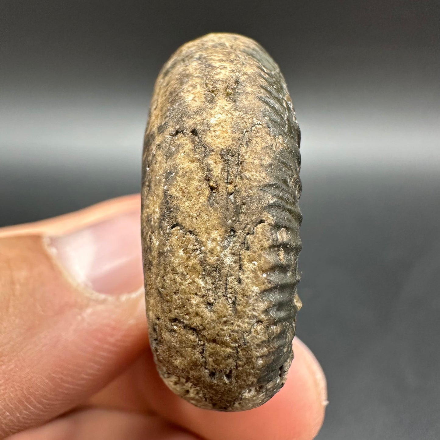 Snakestone Ammonite Fossil With Bag/Box And Stand - Whitby, North Yorkshire Jurassic Coast Yorkshire Fossils