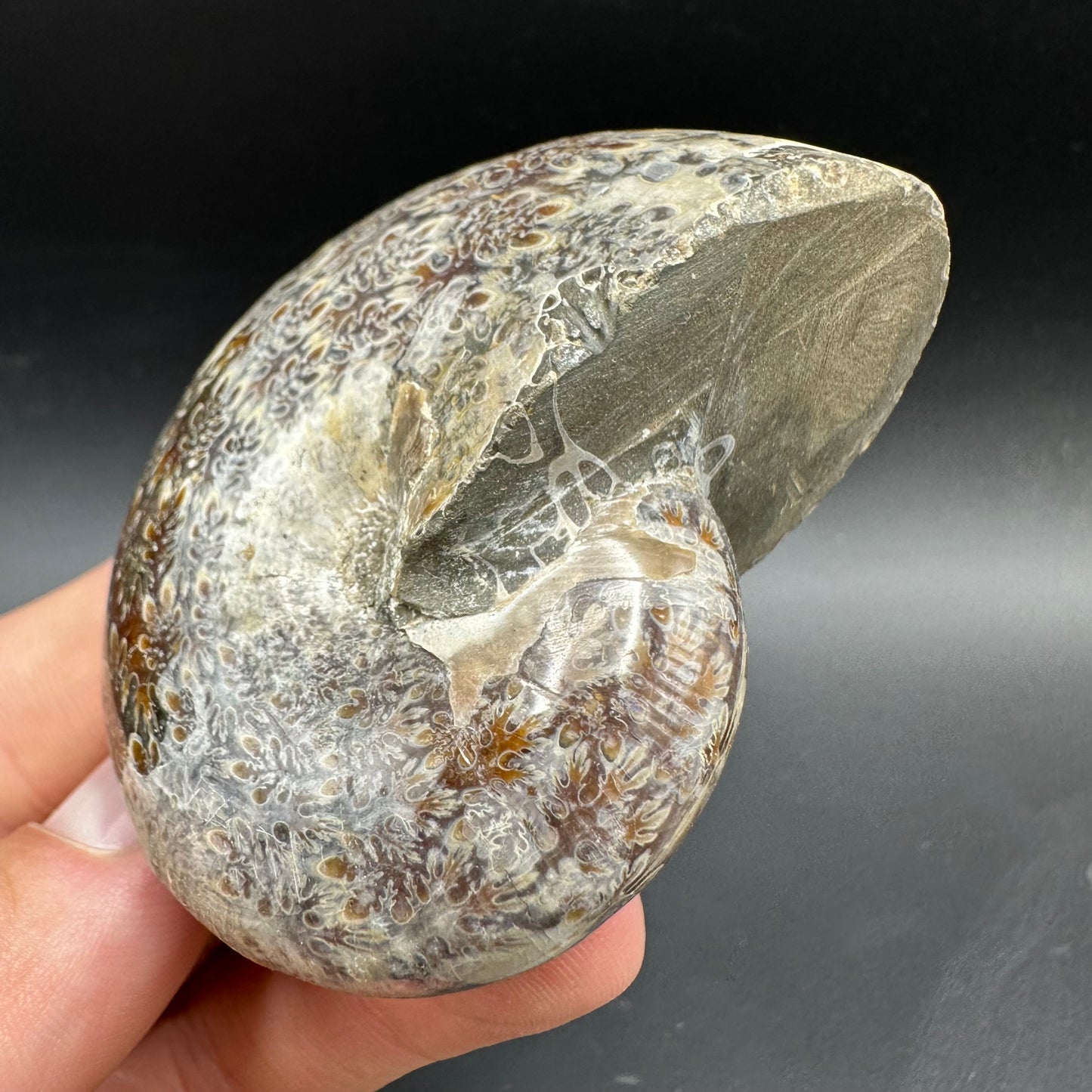 Phylloceras Ammonite Fossil With Box And Stand - Cretaceous Ammonite Madagascar
