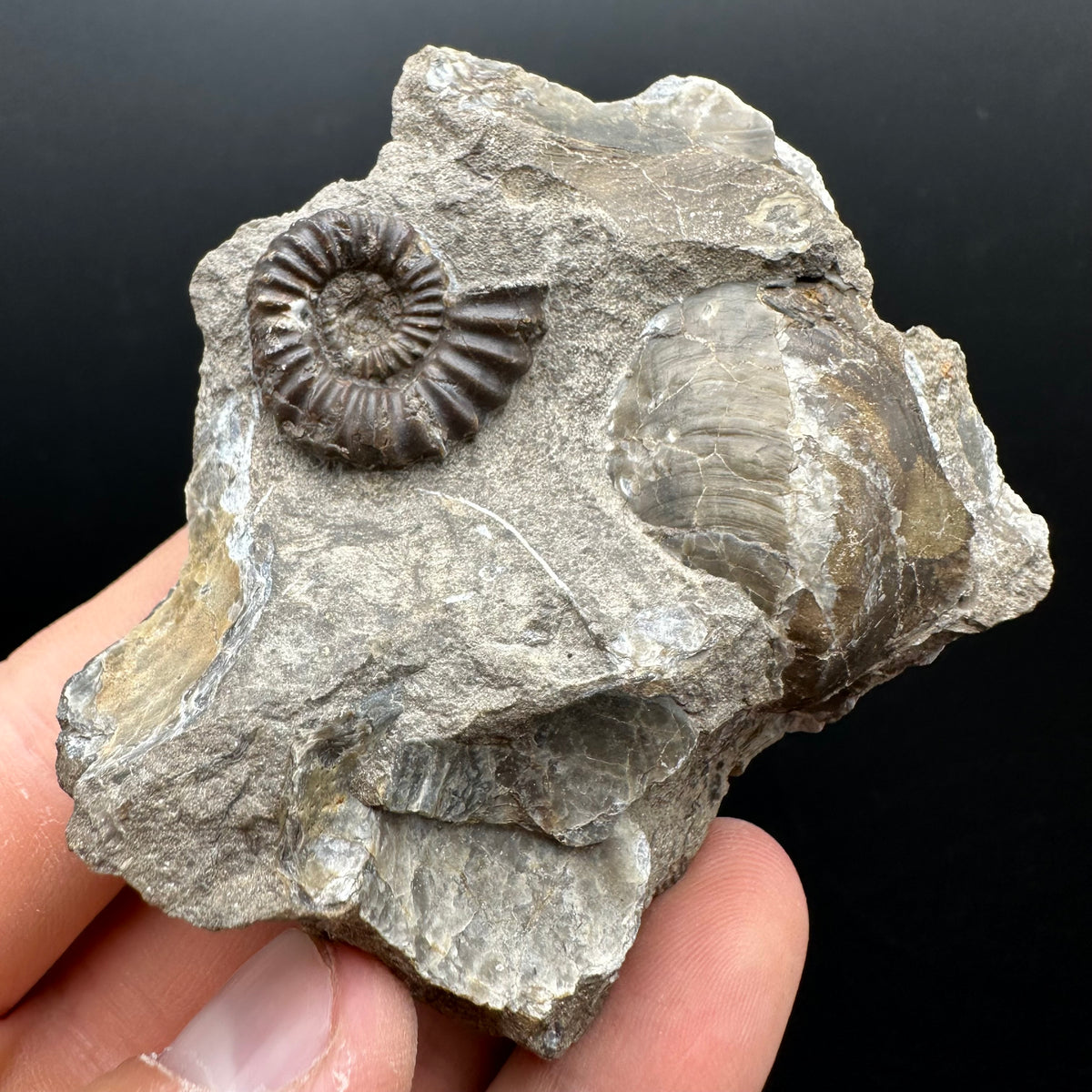 Androgynoceras capricornus Ammonite Fossil With Stand - Whitby, North Yorkshire Jurassic Coast Yorkshire Fossils
