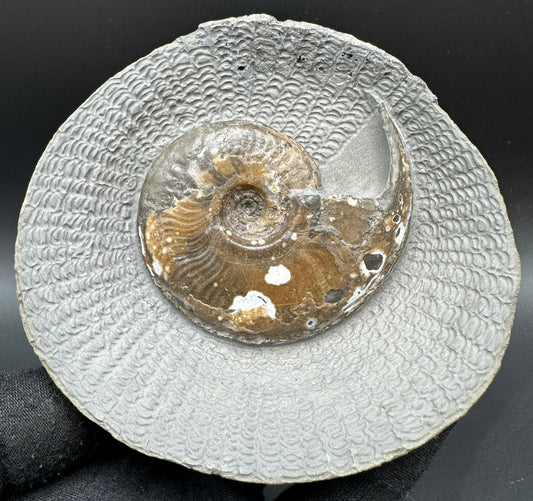 Eleganticeras Elegantulum ammonite with box and stand - Whitby, North Yorkshire Jurassic Coast, Yorkshire Fossils