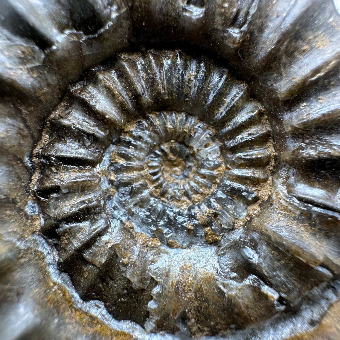 Androgynoceras Capricornus ammonite fossil - Whitby, North Yorkshire Jurassic Coast Yorkshire Fossils