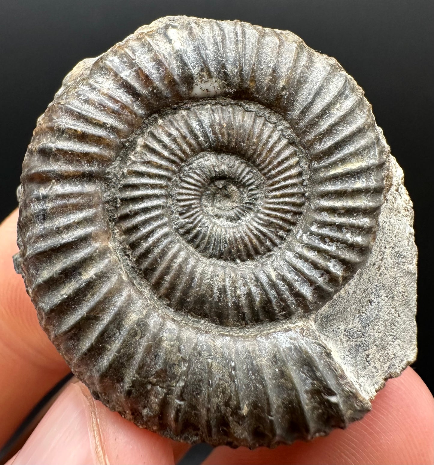 Dactylioceras Ammonite Fossil Gift Set - Whitby, North Yorkshire Jurassic Coast Yorkshire Fossils