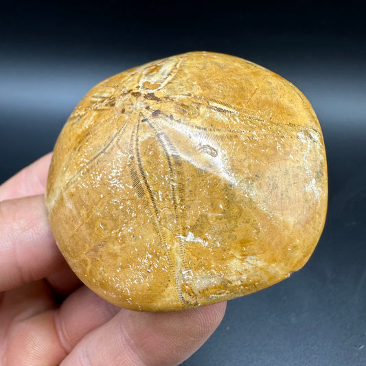 Holectypus Sea Urchin Fossil With Box And Stand - Middle Jurassic Madagascar