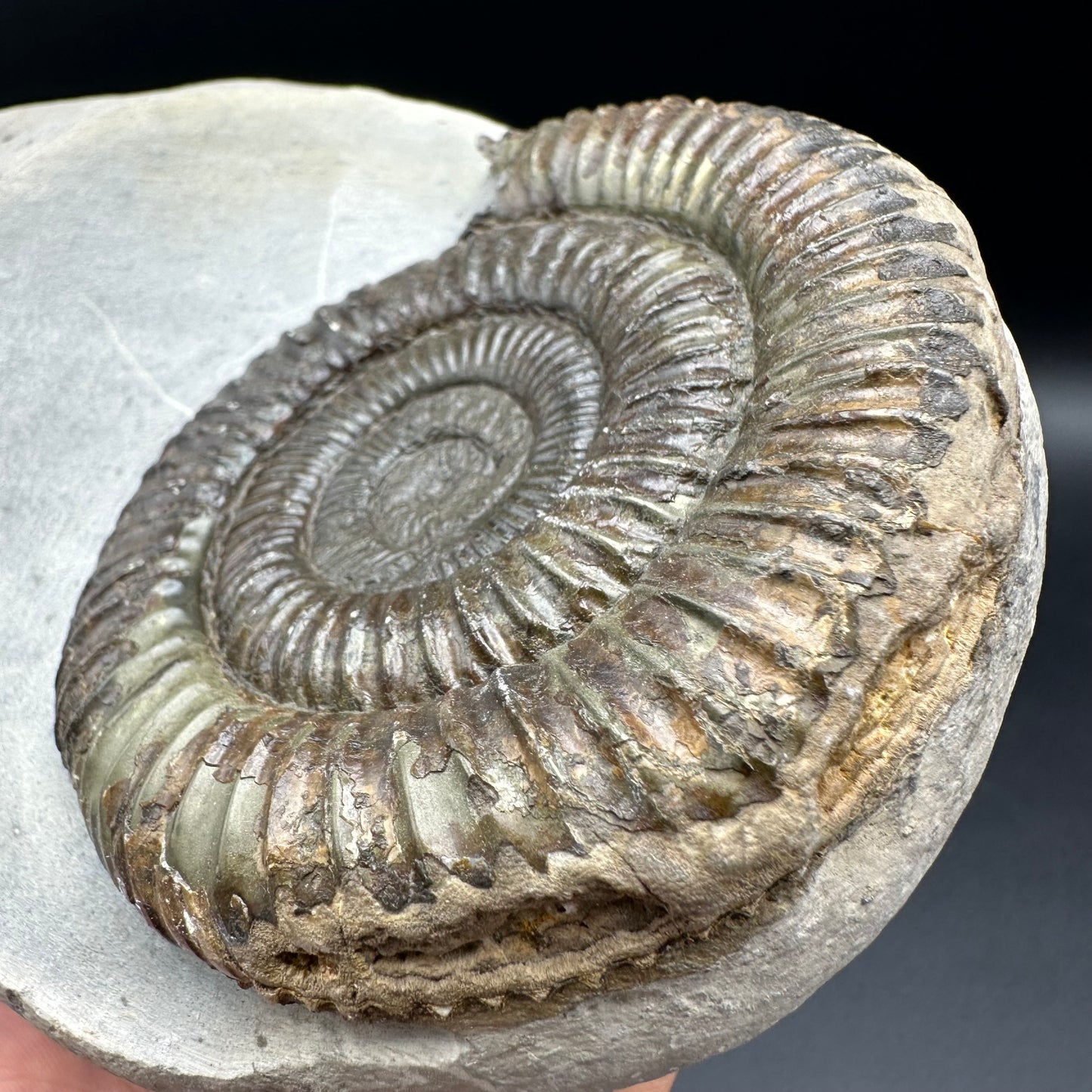 Dactylioceras Ammonite Fossil - Whitby, North Yorkshire Jurassic Coast Yorkshire Fossils