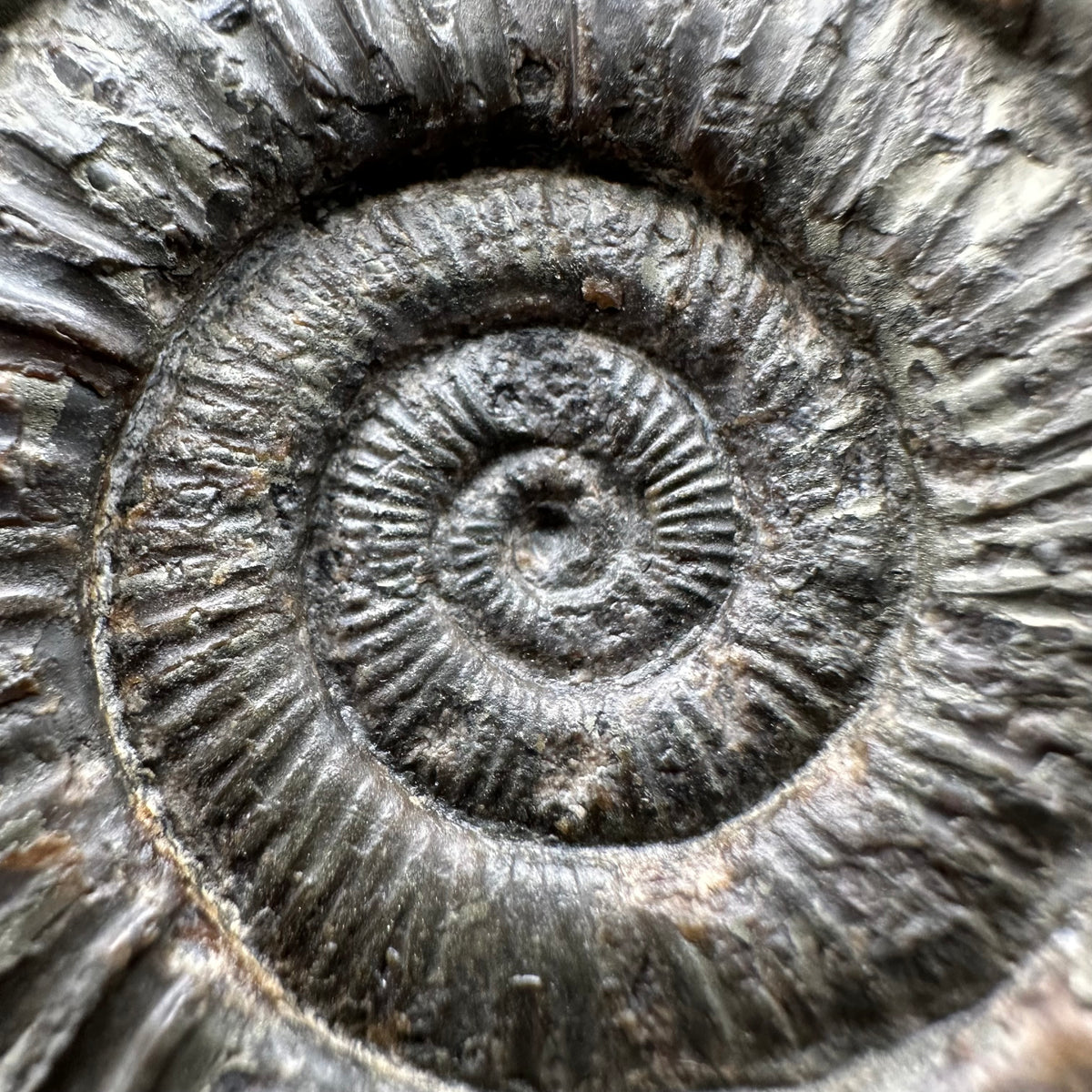 Dactylioceras Ammonite Fossil With Stand - Whitby, North Yorkshire Jurassic Coast Yorkshire Fossils