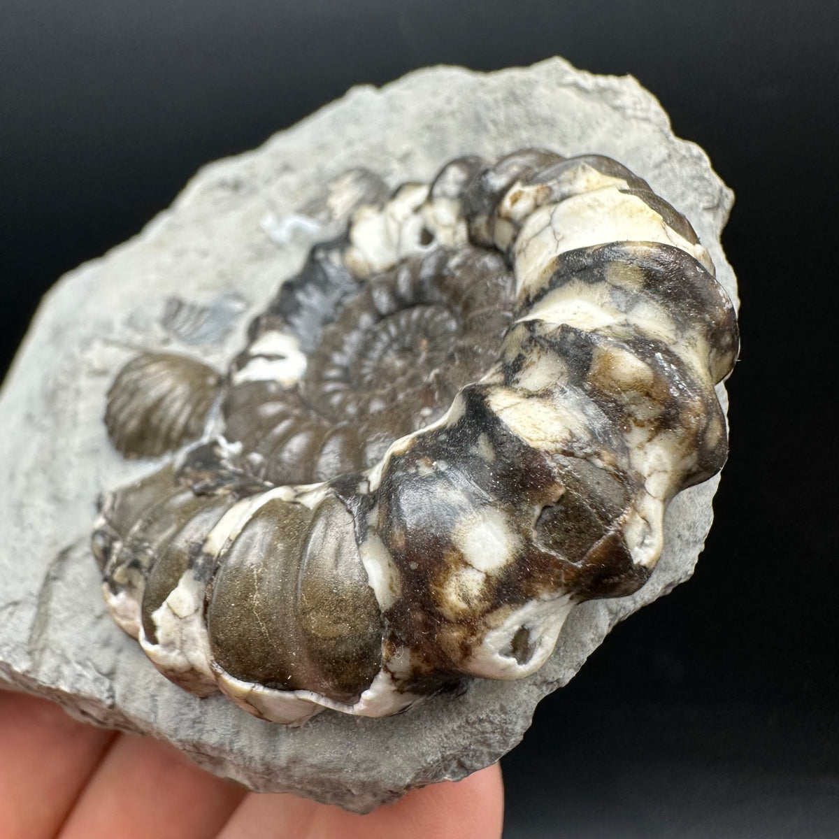Androgynoceras maculatum ammonite fossil with box and stand - Whitby, North Yorkshire Jurassic Coast Yorkshire Fossils