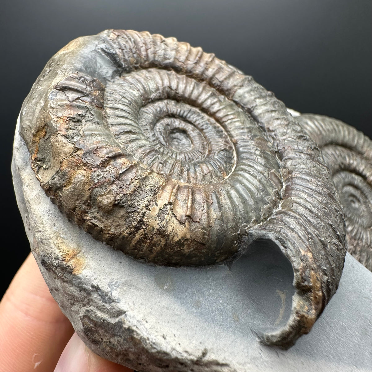 Dactylioceras Ammonite Fossil With Stand - Whitby, North Yorkshire Jurassic Coast Yorkshire Fossils