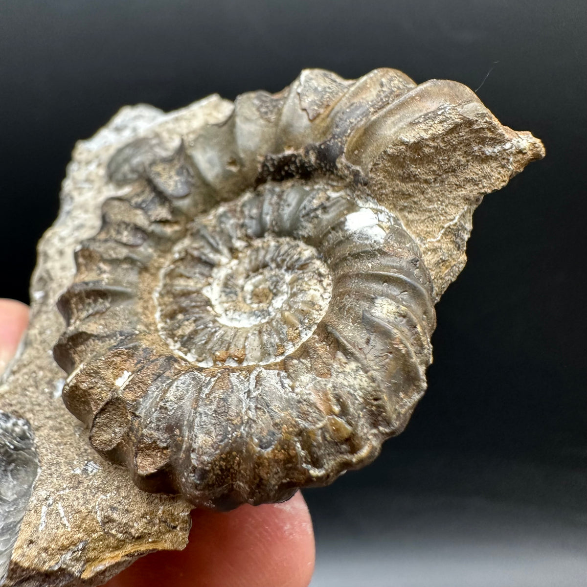 Androgynoceras capricornus Ammonite Fossil With Stand - Whitby, North Yorkshire Jurassic Coast Yorkshire Fossils